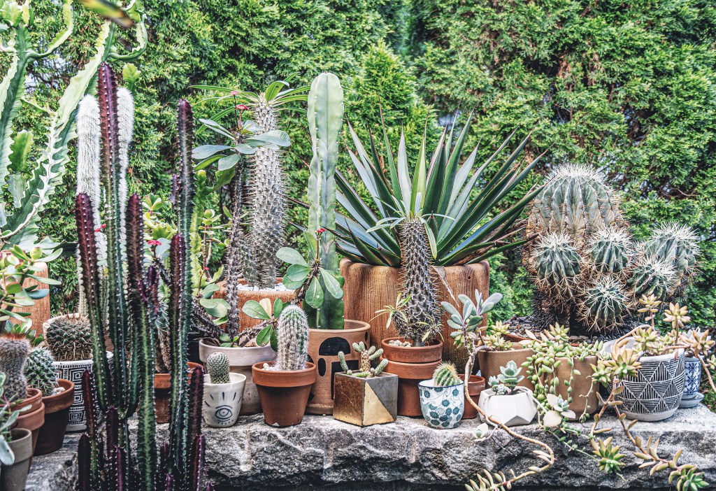 Why You Need to Bring Your Houseplants Outside Now—Here's How to Do It Right