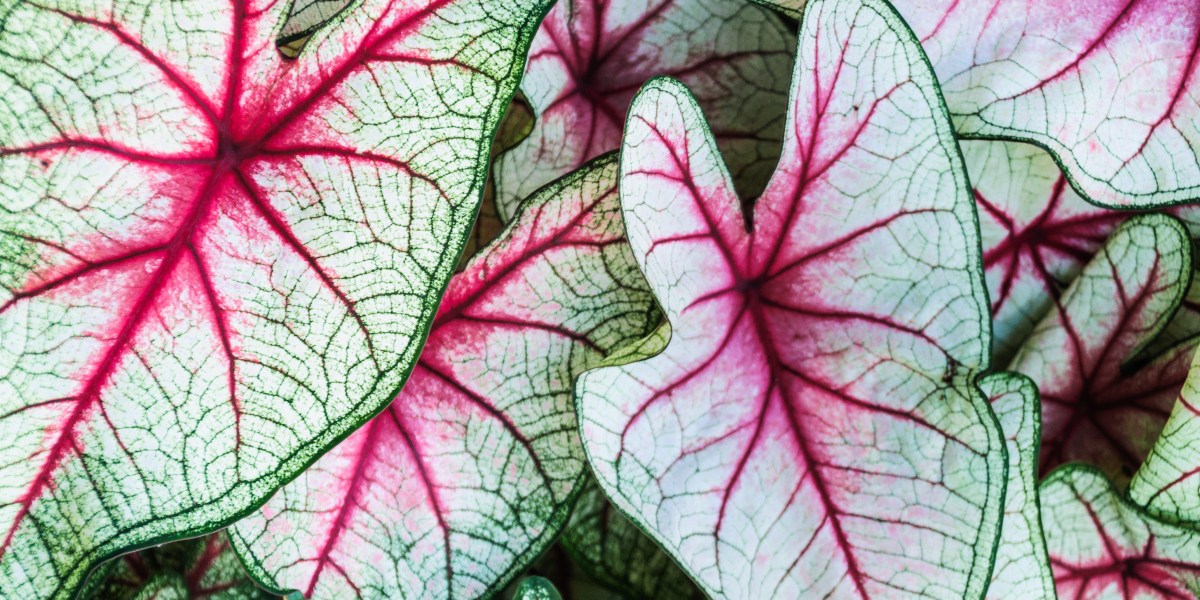variegated caladiums