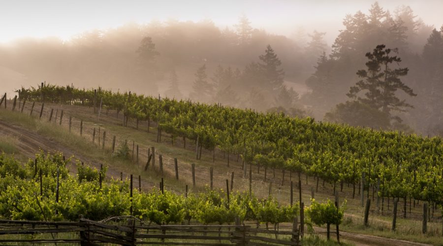 Fog over the vineyards at Lazy Creek Vineyards in Anderson Valley