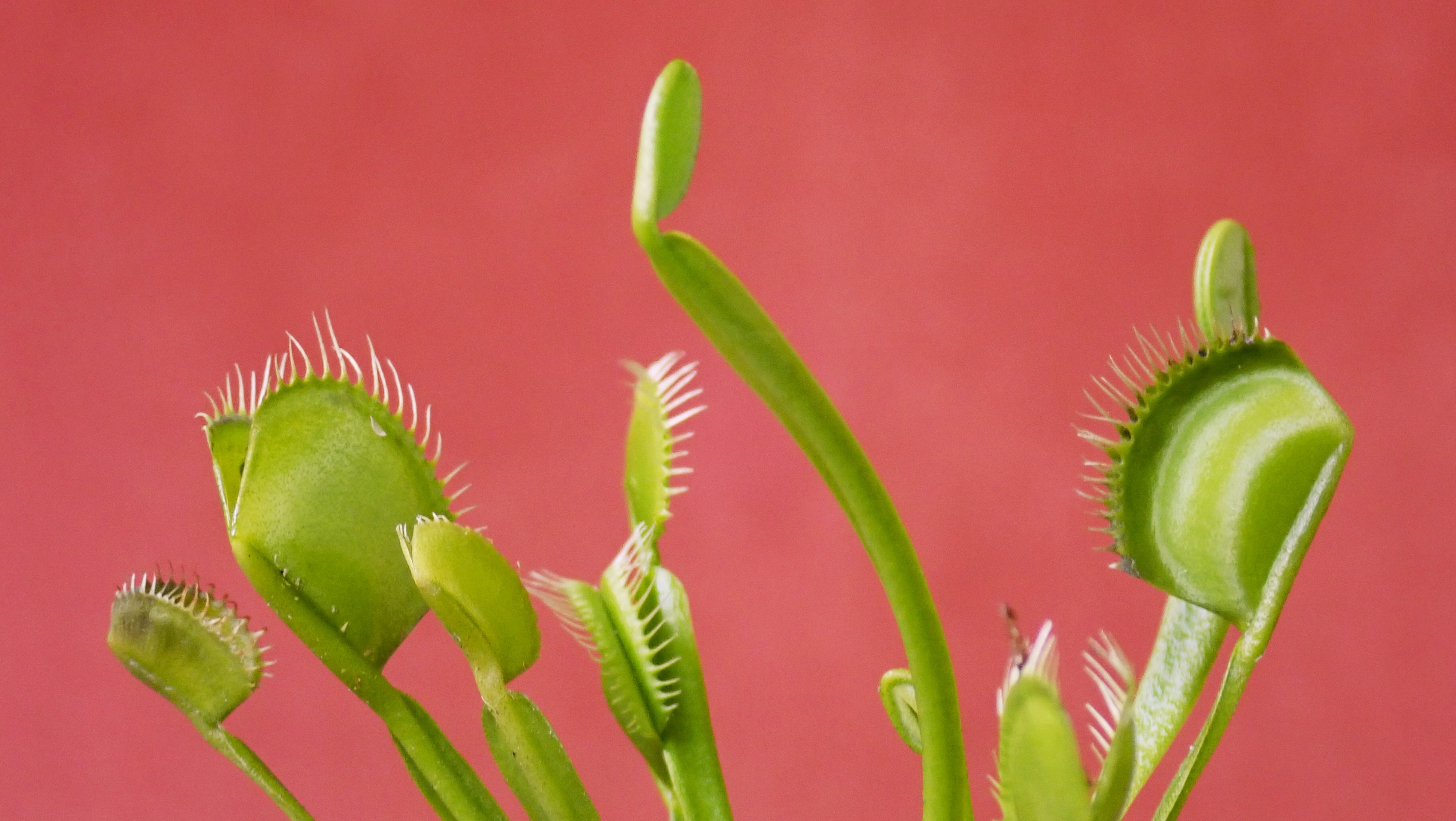How To Grow A Venus Fly Trap Plant Indoors - The Carnivore Plant!