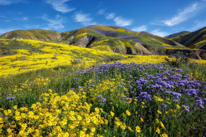 Carrizo Plain National Monument Flowers