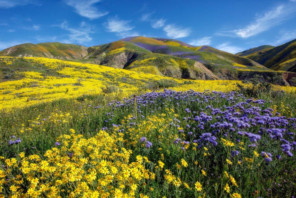 Where to See Some of Spring’s Most Spectacular Blooms in the West