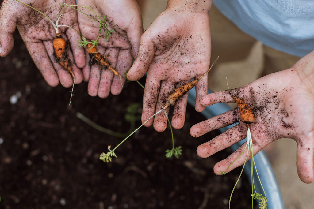 Carrots School Garden