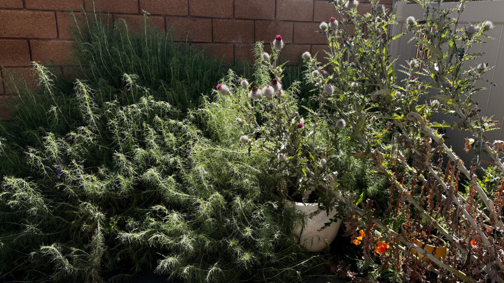 Chaos Gardening Pots Emily Sluiman