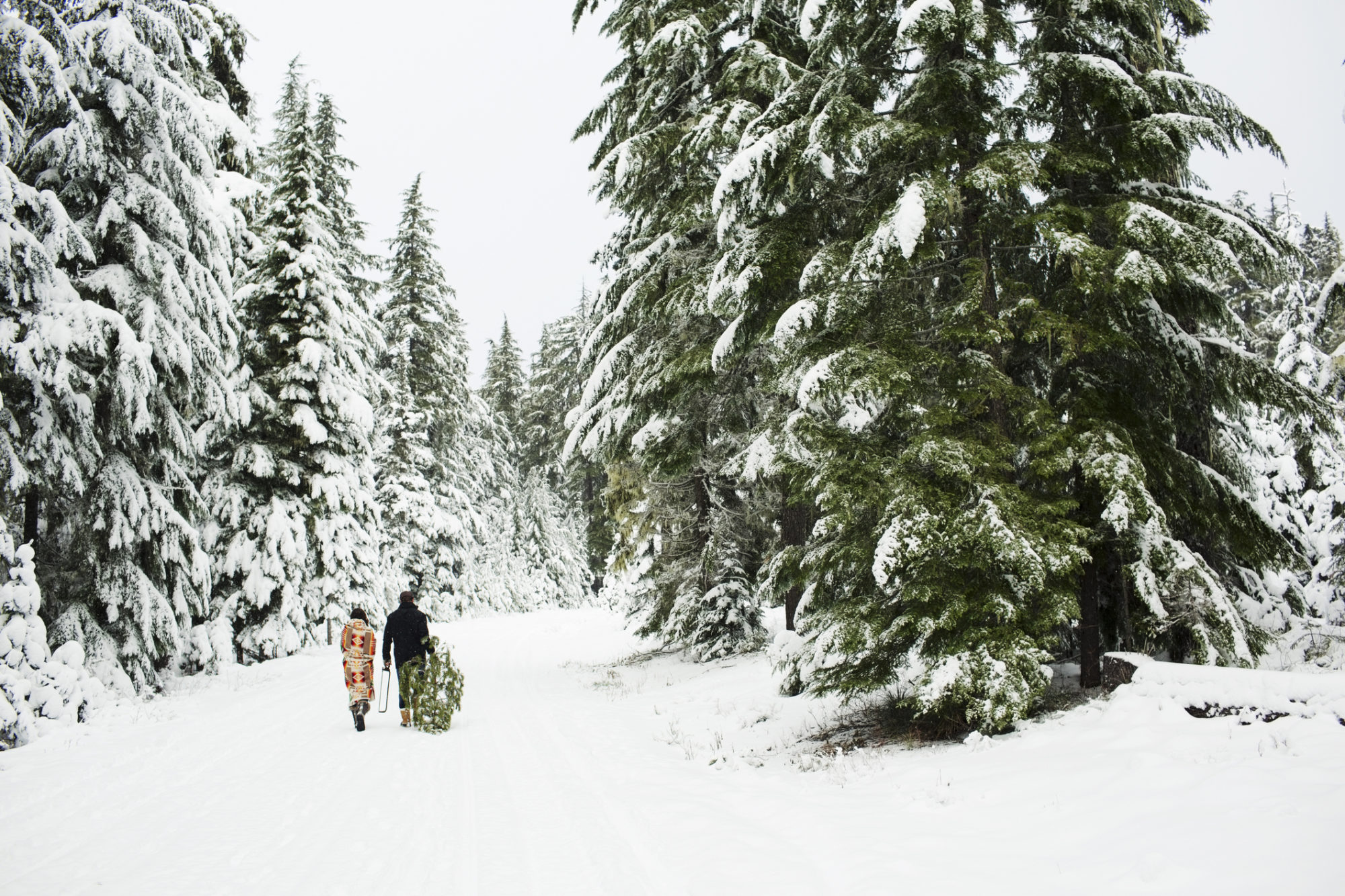 Snowy Winter Tree Farm