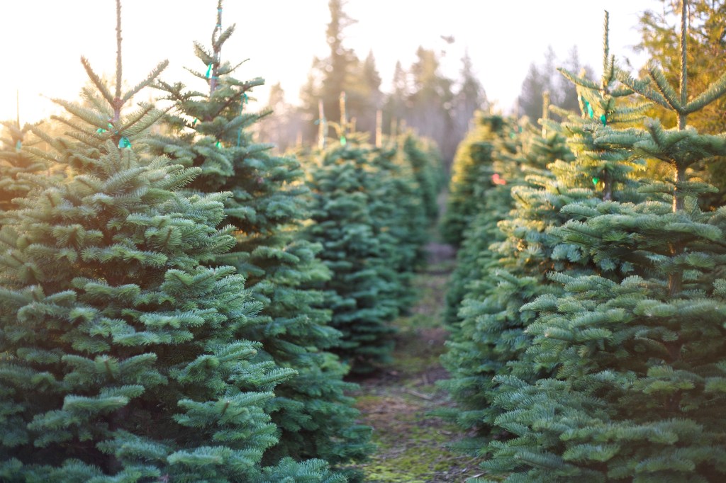 The Best Christmas Tree Farms in the West