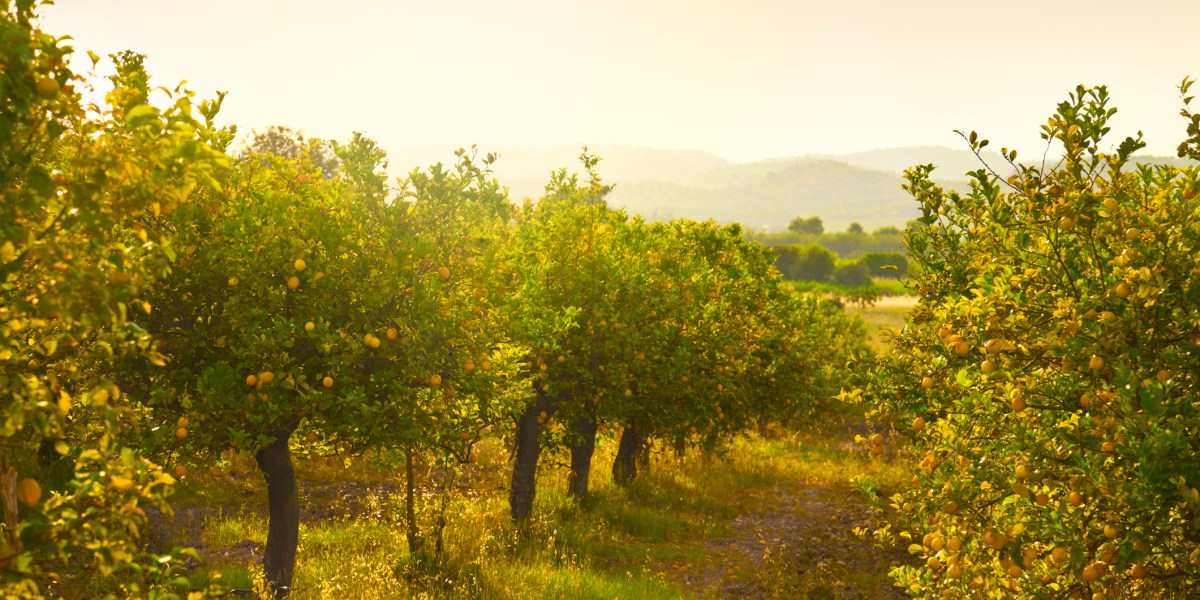 Lemon Orchard