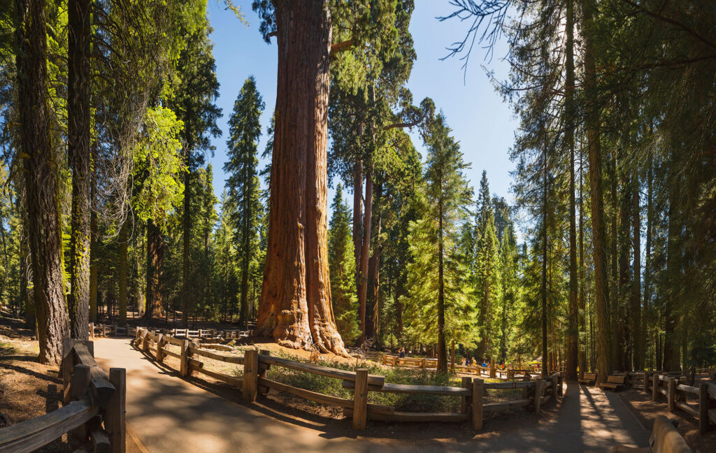 Congress Trail General Sherman Sequoia National Park