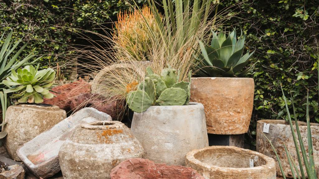 How to Save Your Dying Container Plants This Summer