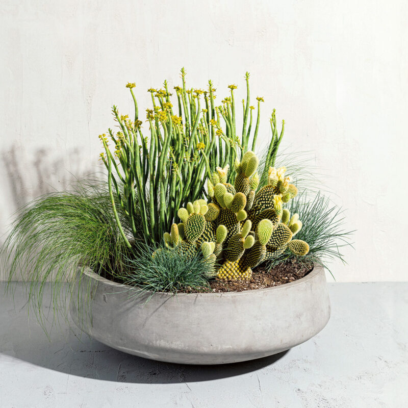 Neutral Planter with Tall Greenery