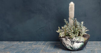 Cactus in a Textured Ceramic Bowl