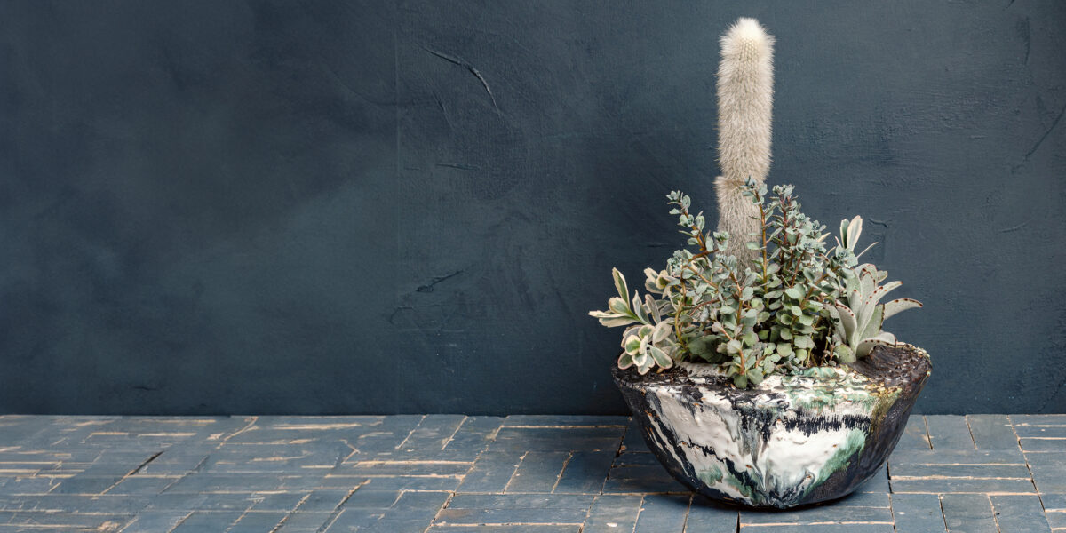 Cactus in a Textured Ceramic Bowl