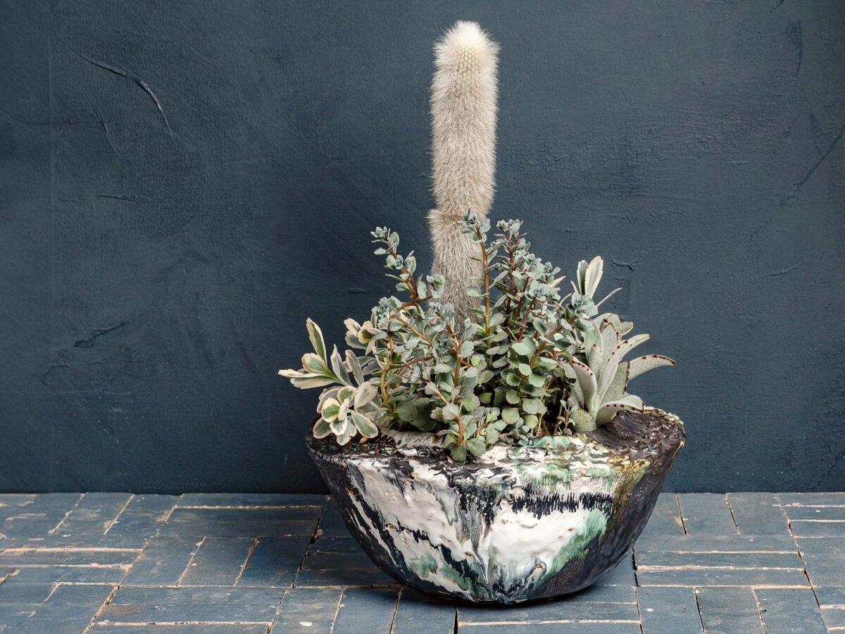 Cactus in a Textured Ceramic Bowl