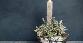 Cactus in a Textured Ceramic Bowl