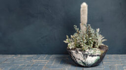 Cactus in a Textured Ceramic Bowl