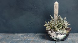 Cactus in a Textured Ceramic Bowl