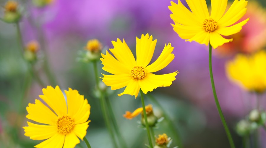 classic-coreopsis
