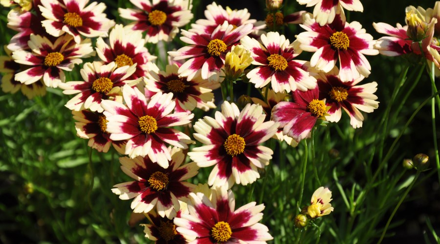 coreopsis