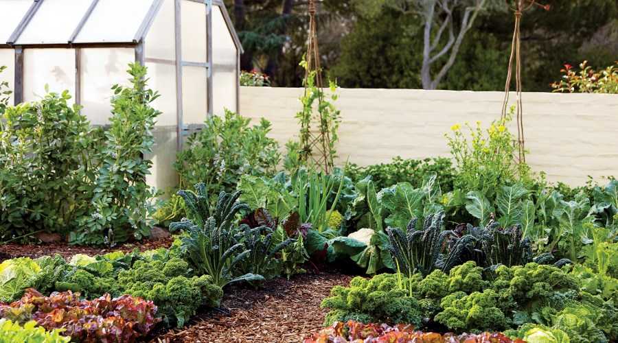 The Ultimate Guide to Vertical Vegetable Gardening