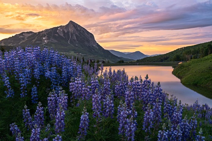 Crested Butte Wildflower Festival