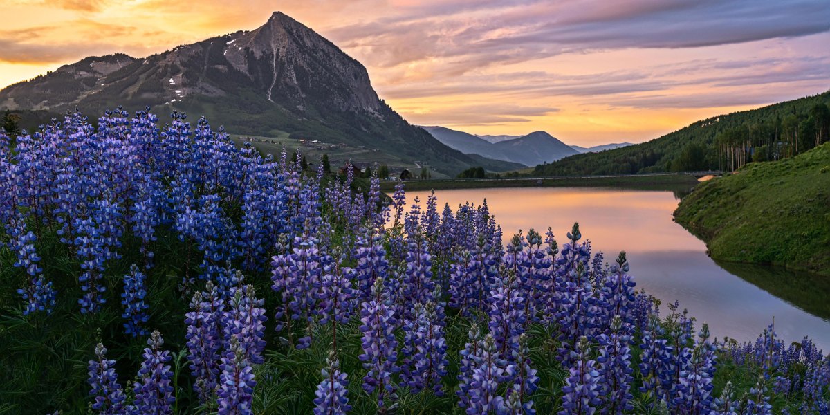 You Didn’t Miss Wildflower Season—You Just Need to Head for Higher Ground