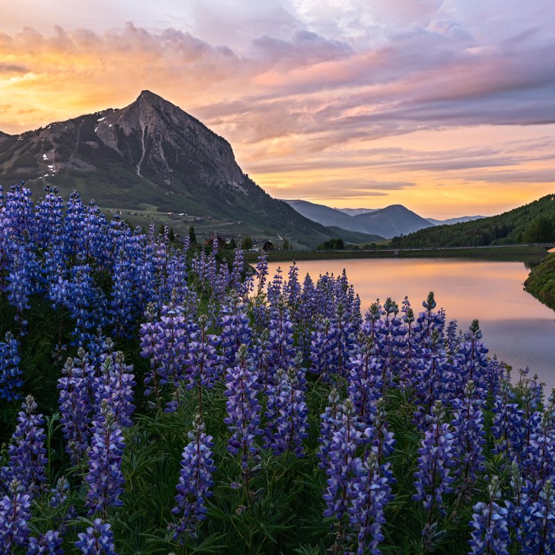 You Didn’t Miss Wildflower Season—You Just Need to Head for Higher Ground