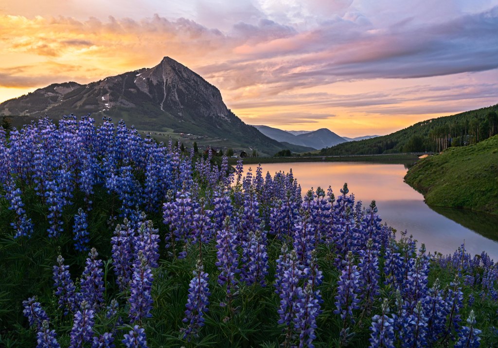 You Didn’t Miss Wildflower Season—You Just Need to Head for Higher Ground