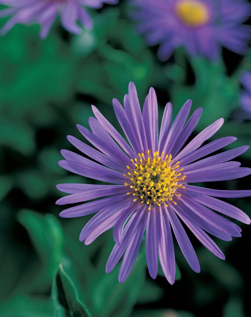 aster