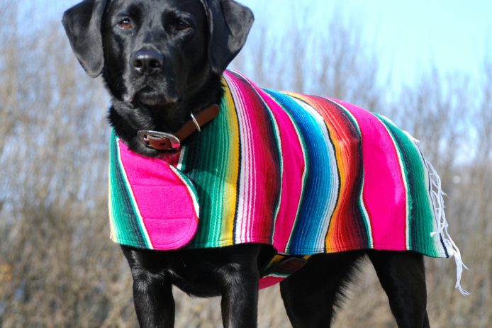 boho dog clothes