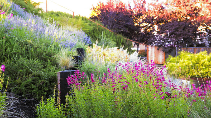 A Hillside Garden's Ingenious Design - Sunset Magazine