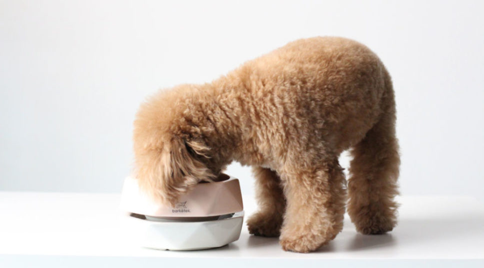 10 Drool-Worthy Pet Bowls & Treat Jars