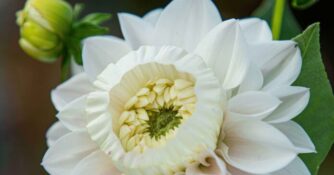 Daffodahlia Close-Up