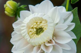 Daffodahlia Close-Up