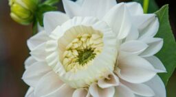 Daffodahlia Close-Up