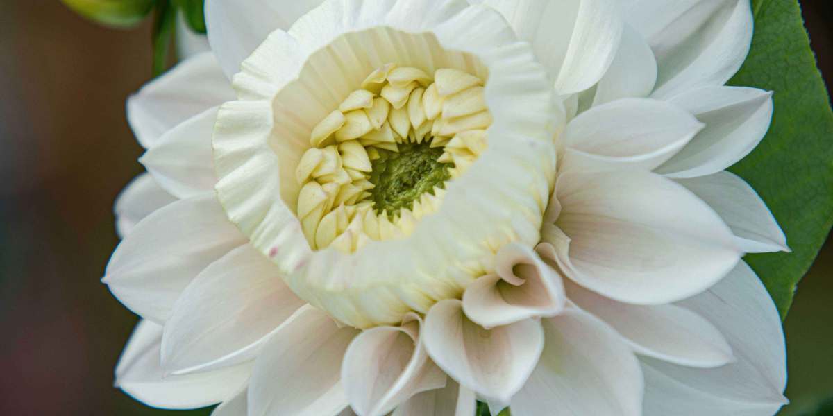 Daffodahlia Close-Up