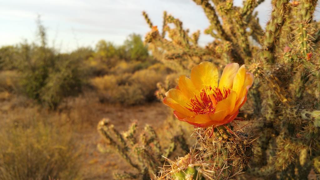 Cactus Blossom Season Has Arrived! Check out These Beauties Blooming Throughout the West