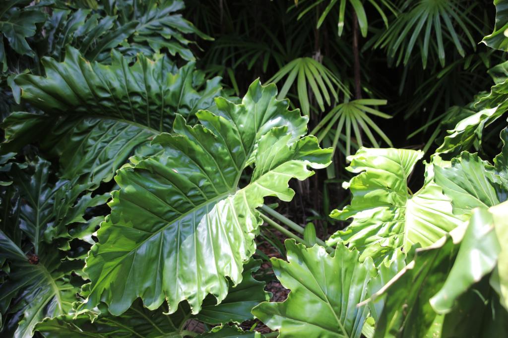 Your Guide to Elephant Ear Plant