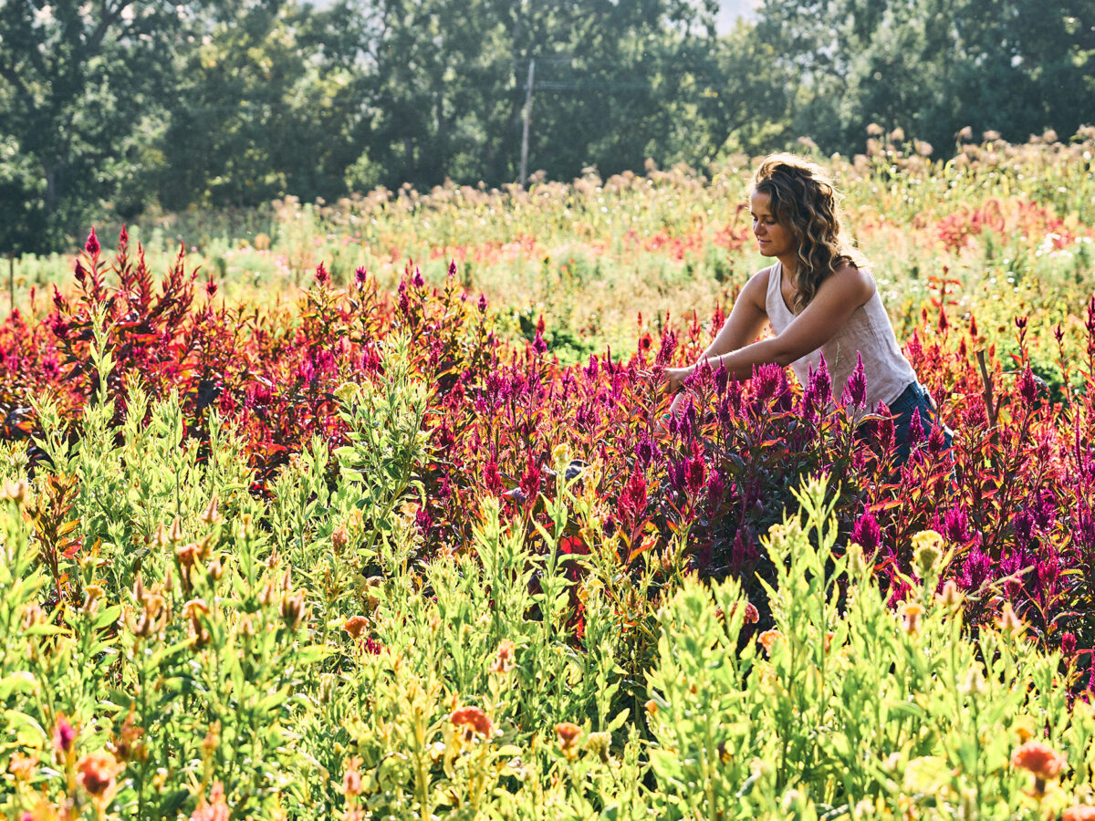 Harvesting Flowers at Full Belly Farm