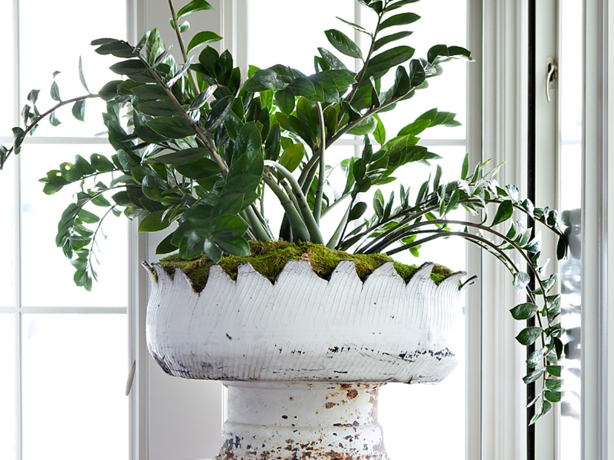 Houseplant Repotting Guide - Pistils Nursery