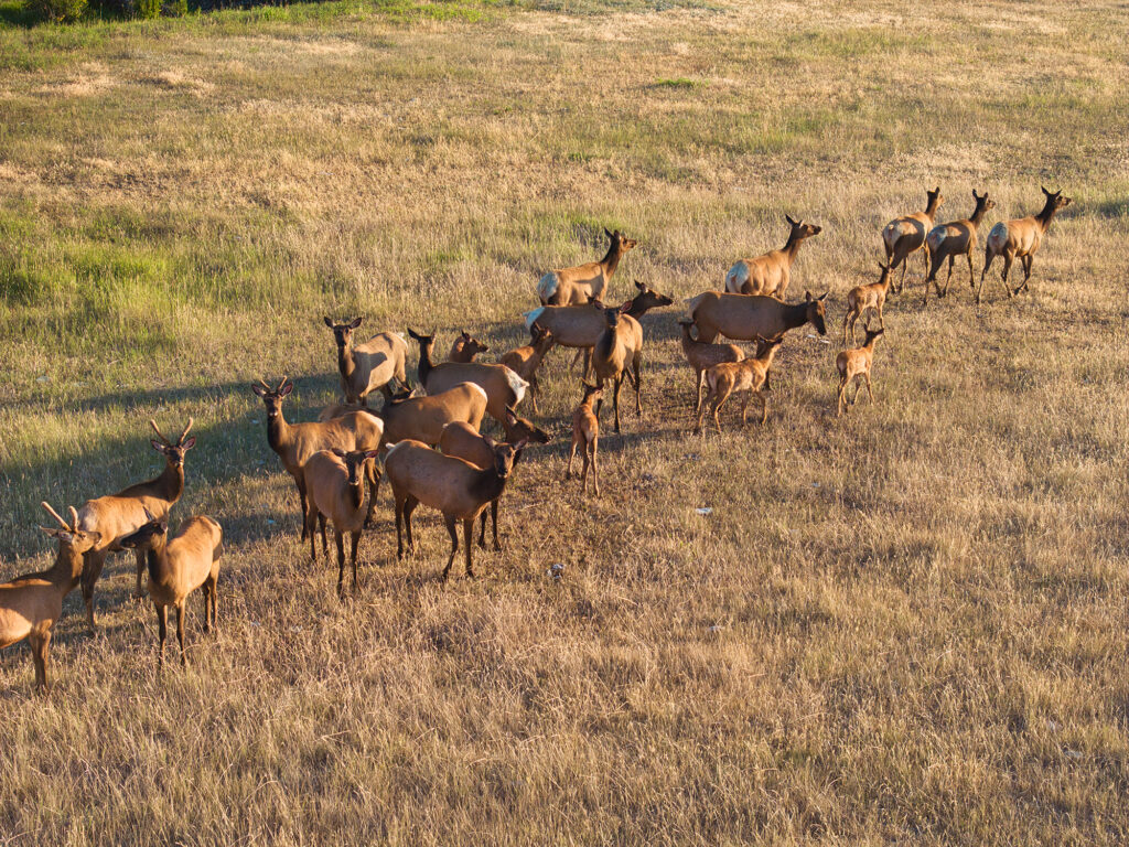 Deer at Antlers Ranch