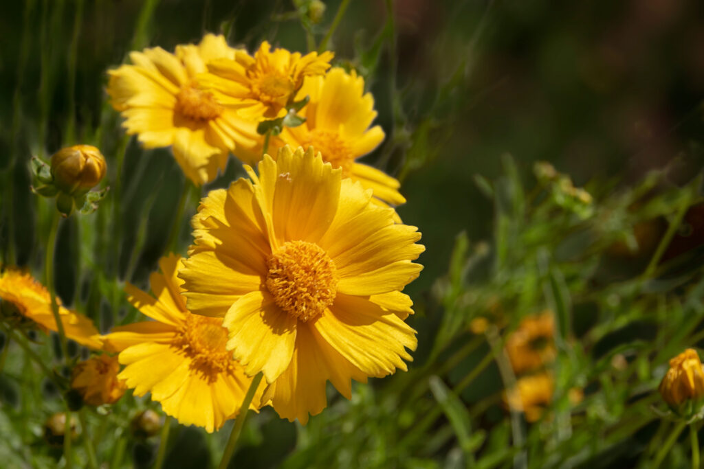 Desert Marigold Baileya Multiradiata