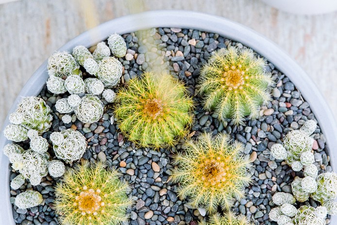 Yellow and green cactuses in a planter