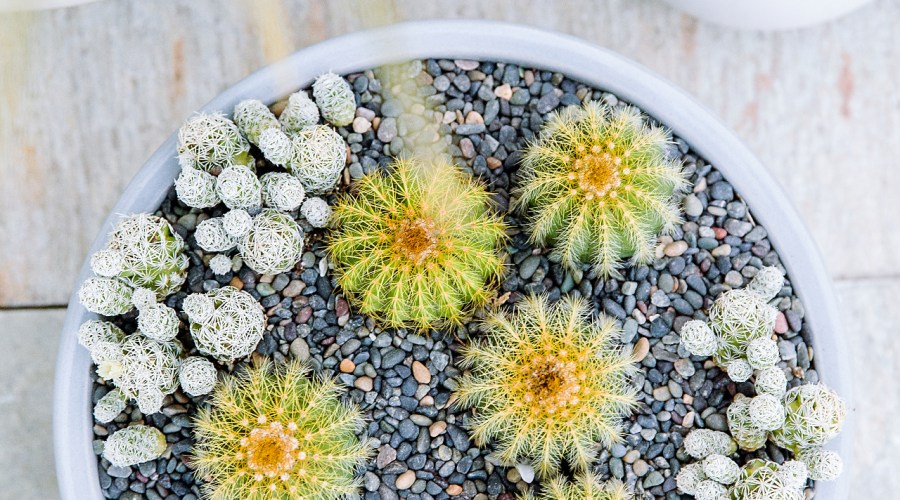 How to Ensure Your Cactuses and Succulents Live Their Best Life