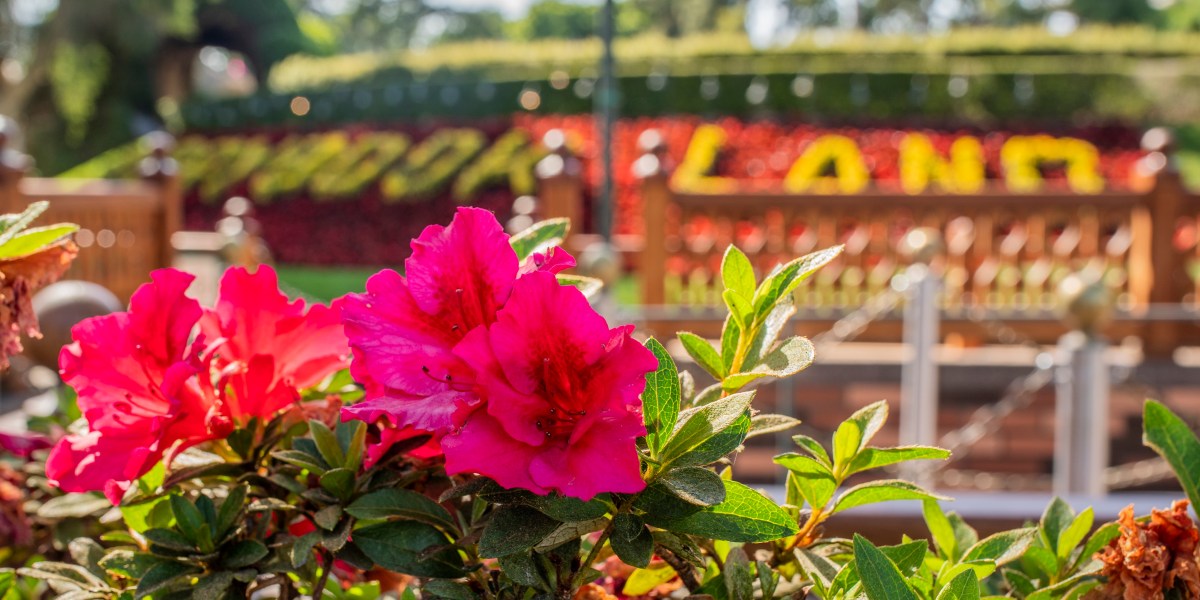 Disneyland garden hibiscus