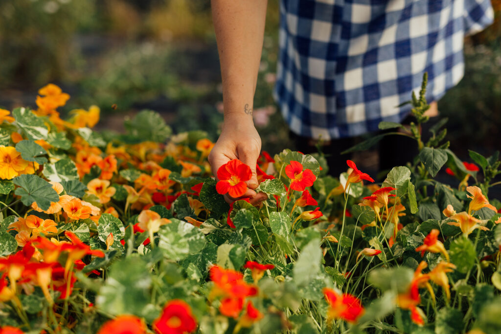 Drink Your Garden Nasturtiums