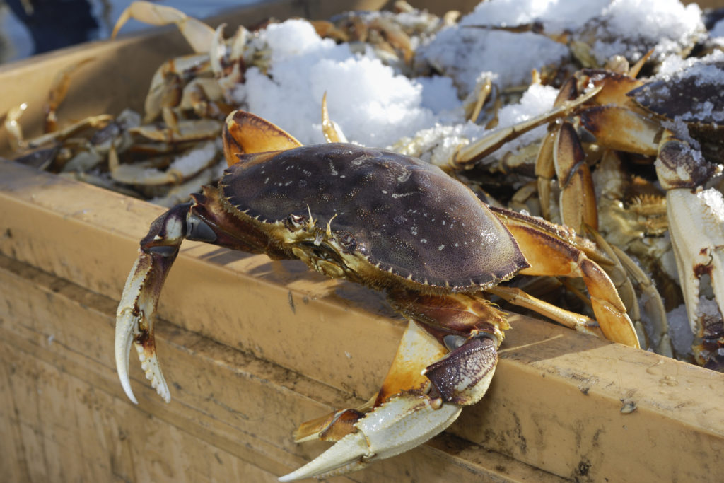 Dungeness Crab Season Kicks Off With Tons of Plump Crustaceans Sunset