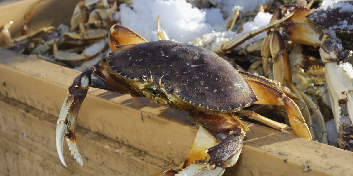 Dungeness Crab Season Kicks Off With Tons of Plump Crustaceans Sunset