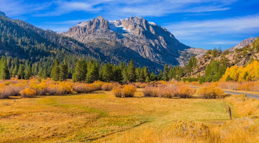 Meadow with autumn color and evergreen trees in June Lake Loop Eastern Sierra, California