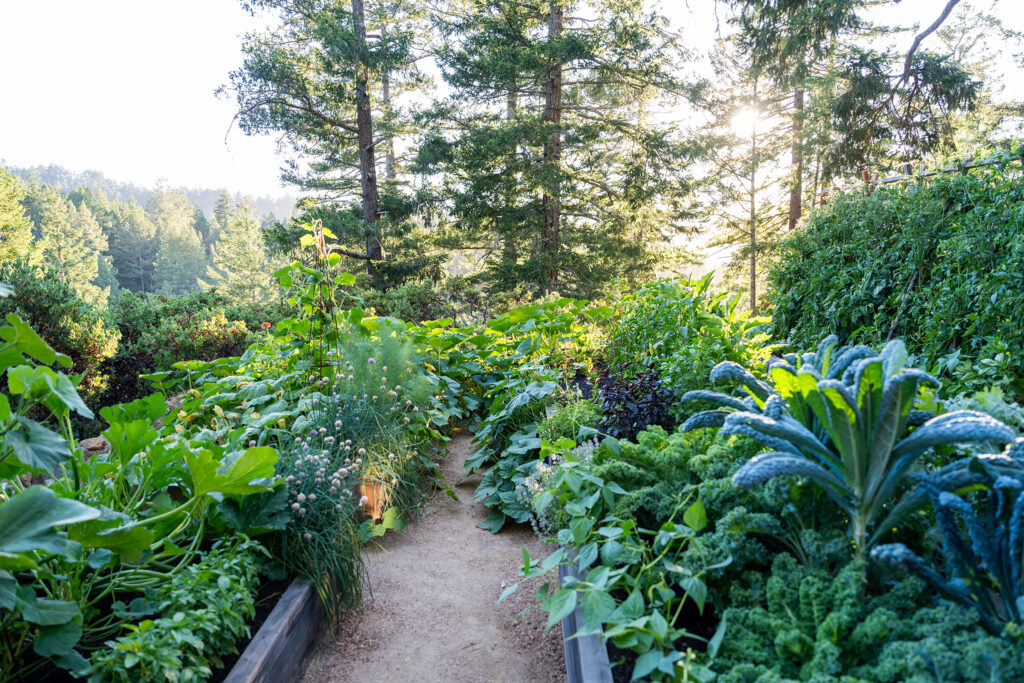 Edible Greenery Raised Beds