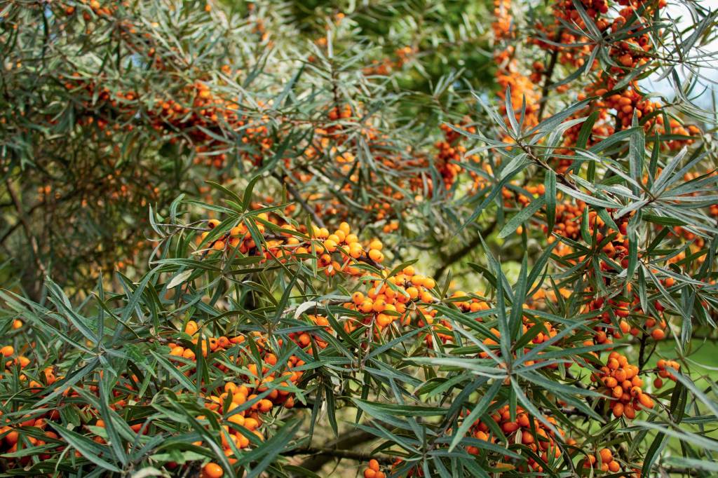 These 5 Edible Shrubs Are the Perfect Hedge Alternative